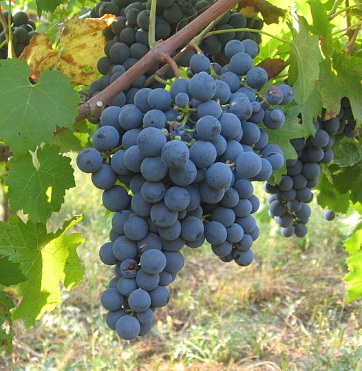 Carmenère