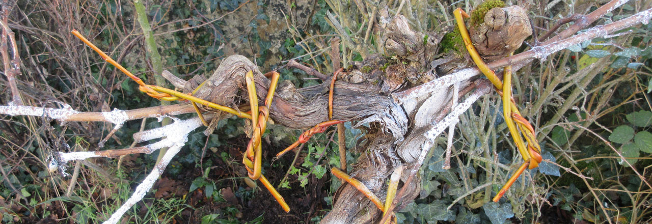 Vigne avec attaches vimes