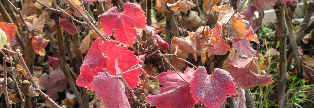 Vignes rouges